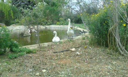 Attica Zoo Park 27-3-16 2