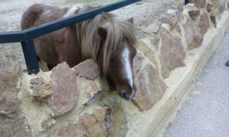 Attica Zoo Park 27-3-16 5