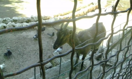 Εθνικός Κήπος 6