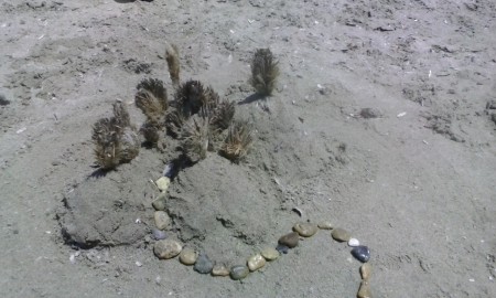 "Δασάκι στο Βουνό"